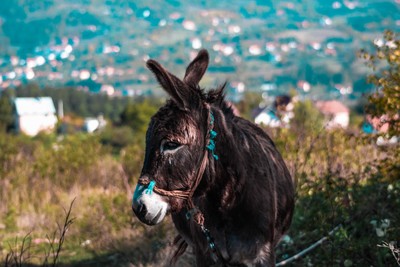 【简易葡语 - alimentar um burro a pão-de-ló】